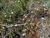 Androsace lactiflora