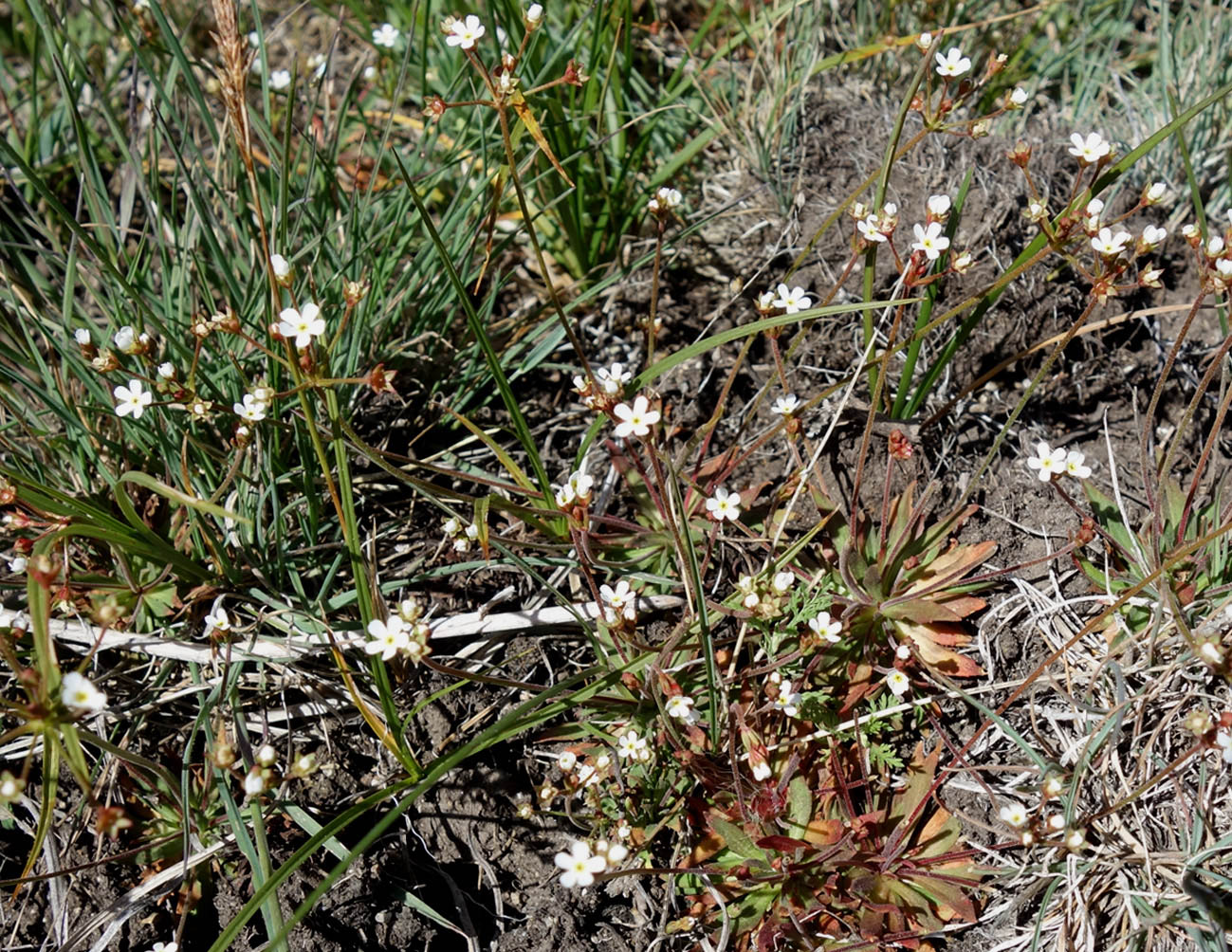 Image of Androsace lactiflora specimen.