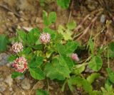 Trifolium hybridum