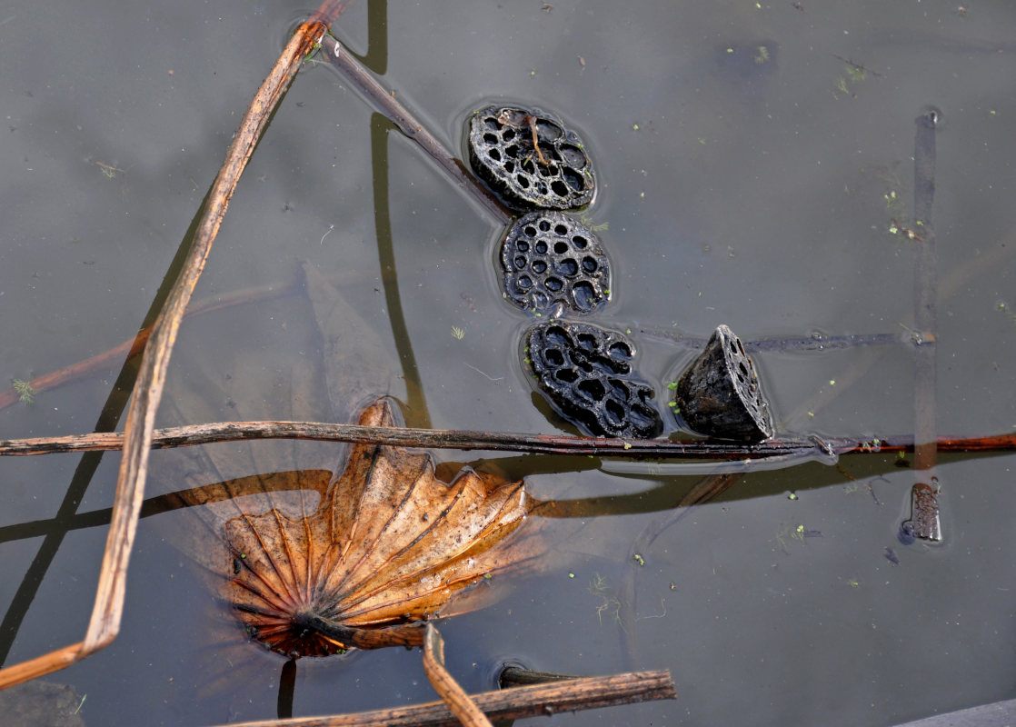 Image of Nelumbo caspica specimen.