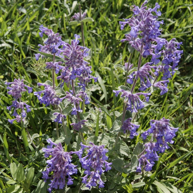 Image of Nepeta meyeri specimen.