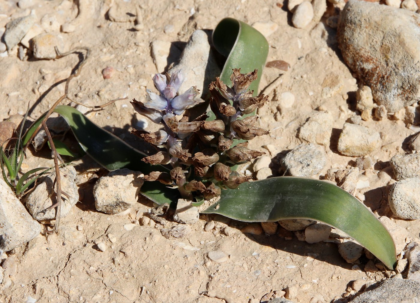 Image of Bellevalia desertorum specimen.