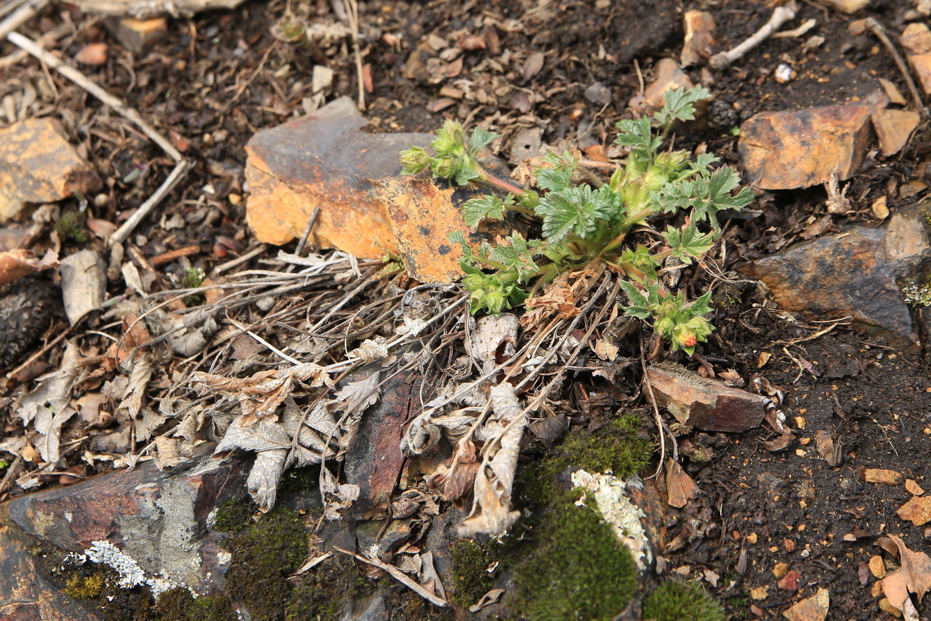 Изображение особи Potentilla fragarioides.