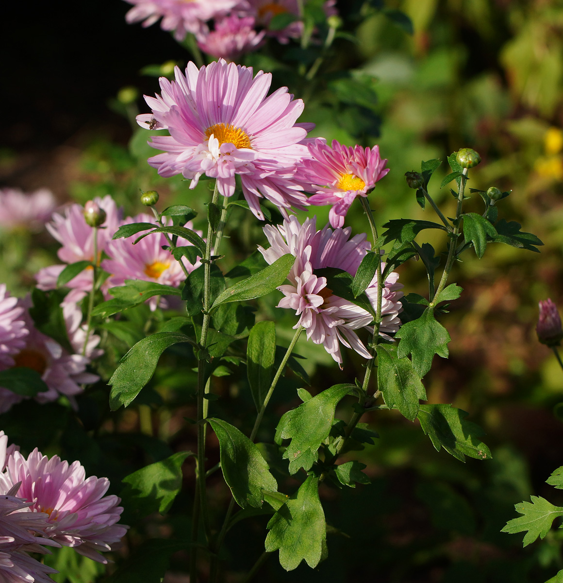 Image of Chrysanthemum indicum specimen.