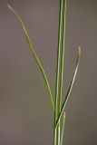 Carex praecox