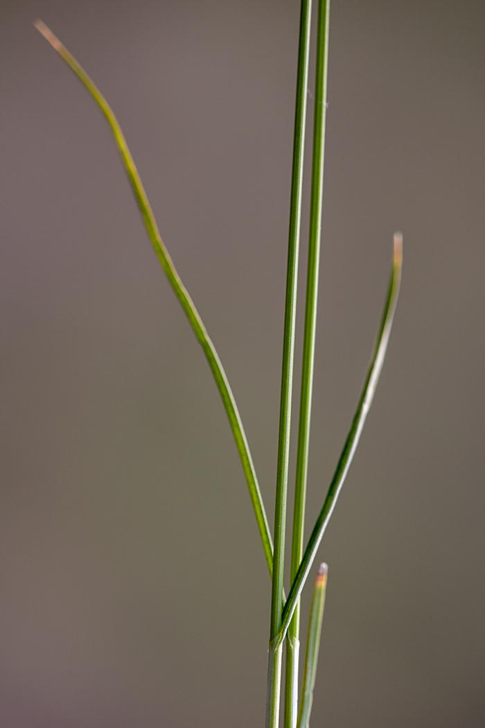 Image of Carex praecox specimen.