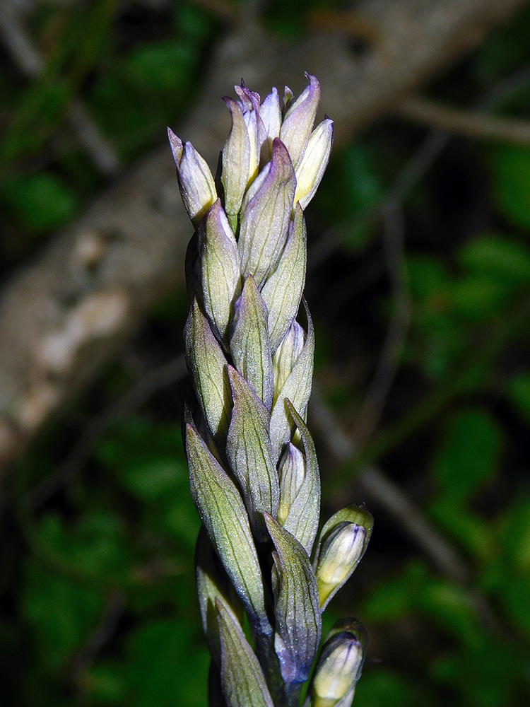 Image of Limodorum abortivum specimen.