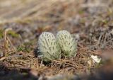 Pedicularis alopecuroides. Молодые побеги. Красноярский край, г. Норильск, окр. р-н Талнах, на склоне горы. 23.05.2020.