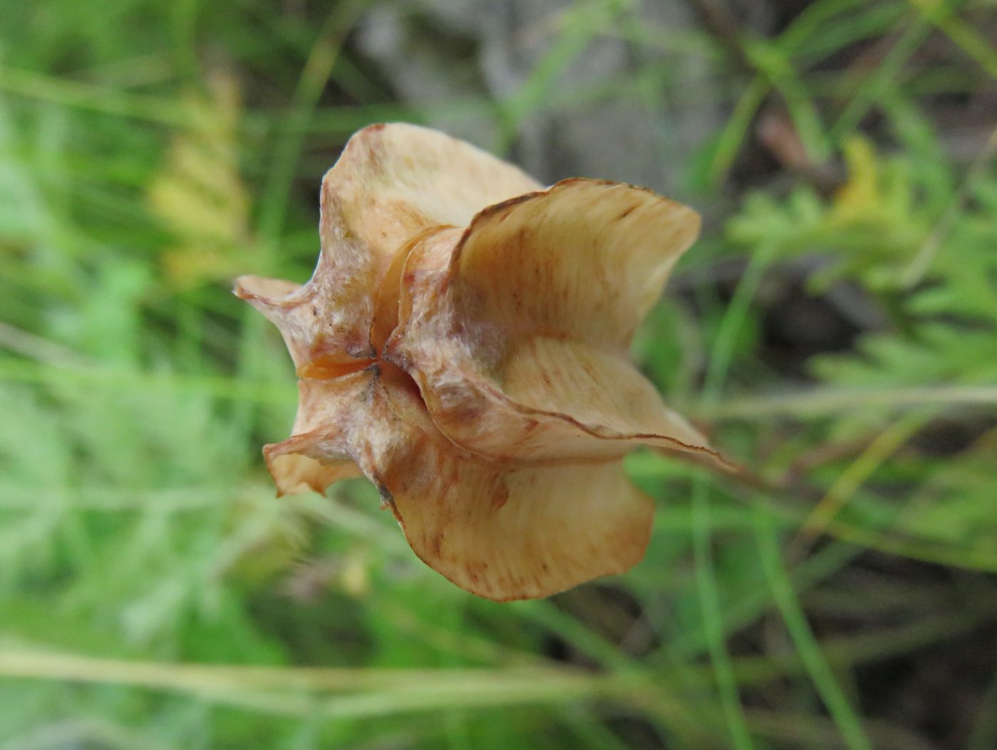 Изображение особи Fritillaria sonnikovae.