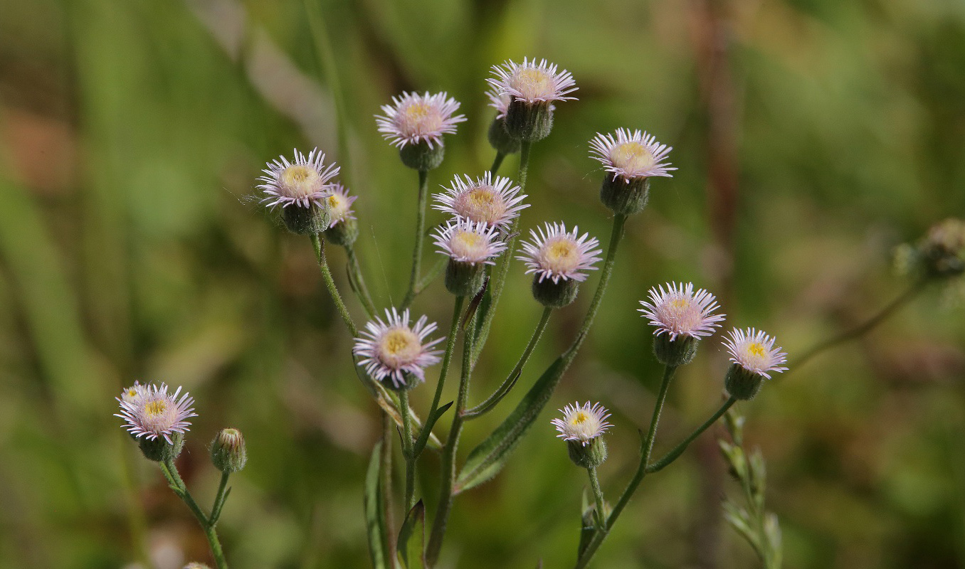 Изображение особи Erigeron acris.