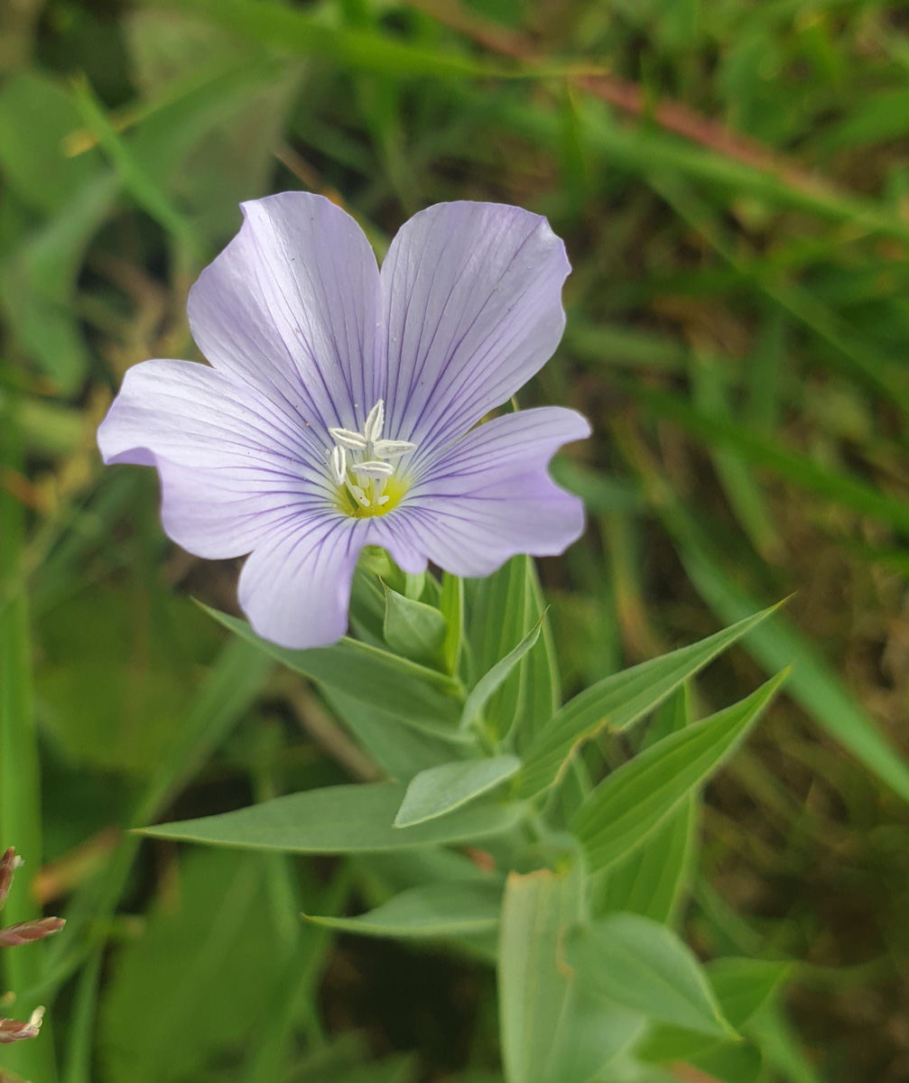 Изображение особи Linum jailicola.