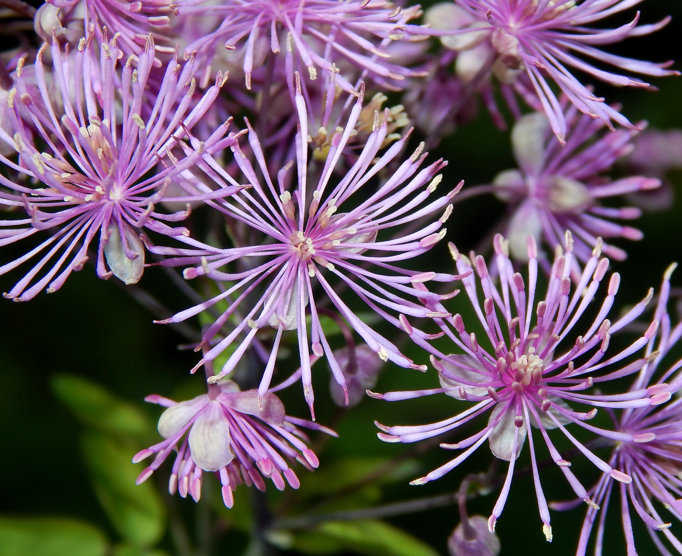 Image of Thalictrum aquilegiifolium specimen.