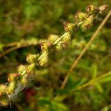 Agrimonia eupatoria. Верхушка побега с незрелыми плодами. Чувашия, окр. г. Шумерля, Кумашкинский заказник, Соколова поляна. 12 августа 2008 г.
