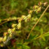 Agrimonia eupatoria