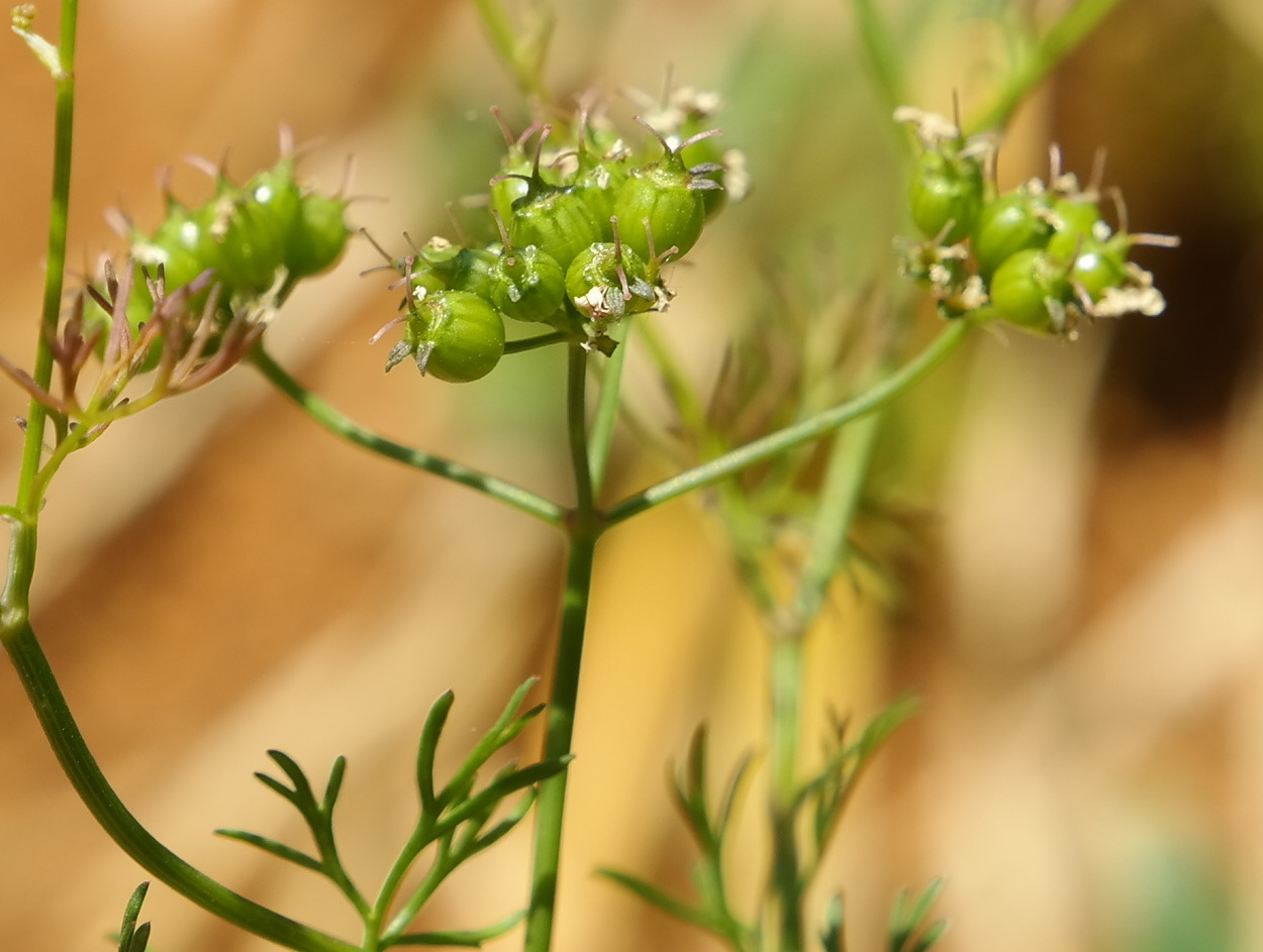 Image of Coriandrum sativum specimen.