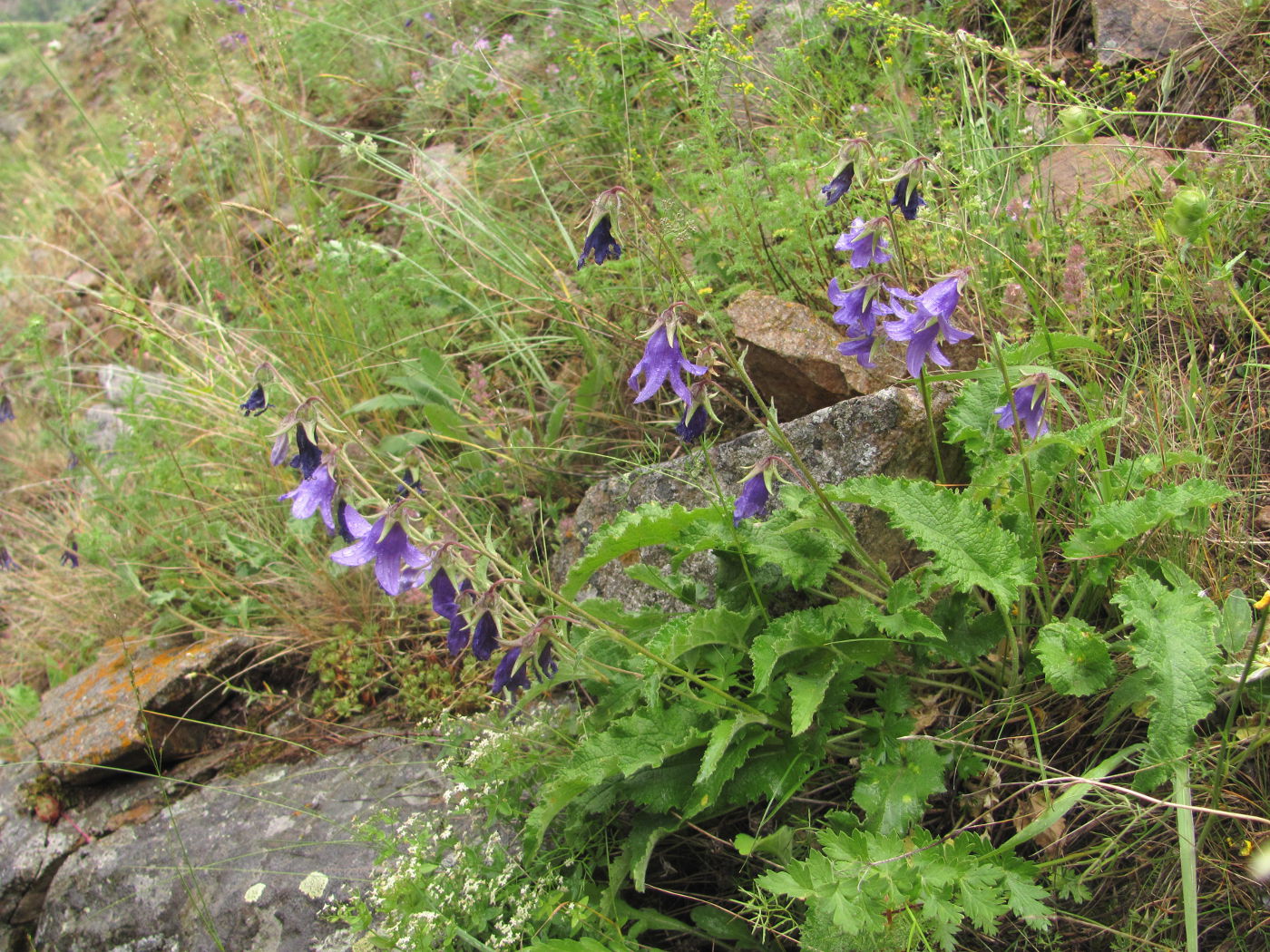 Image of Campanula sarmatica specimen.