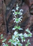 Salvia sclarea