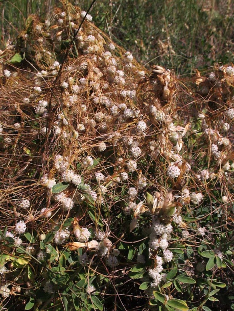 Image of Cuscuta approximata specimen.