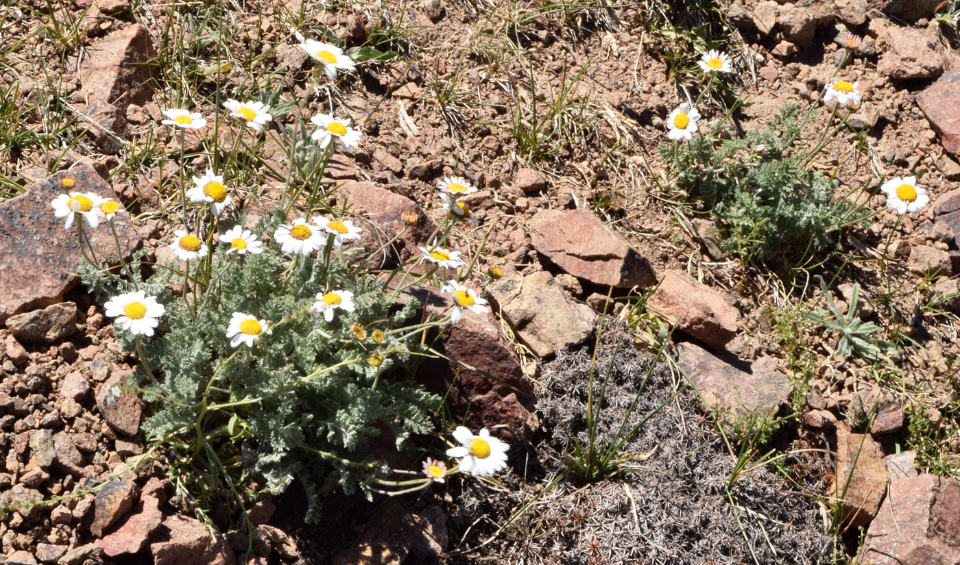 Image of Richteria pyrethroides specimen.