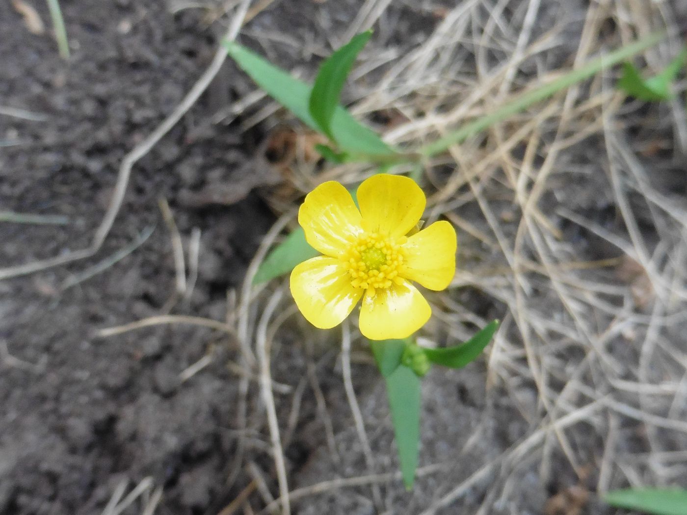 Image of Ranunculus flammula specimen.