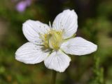 Parnassia palustris