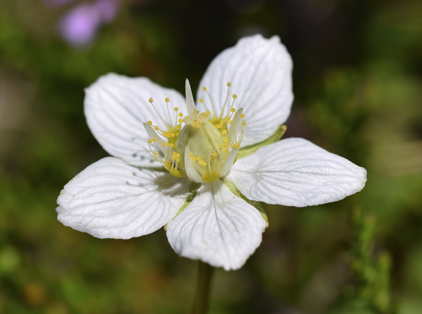 Изображение особи Parnassia palustris.