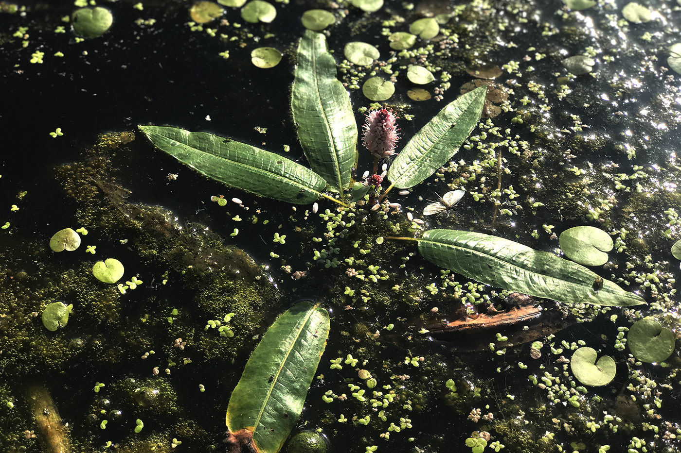 Image of Persicaria amphibia specimen.