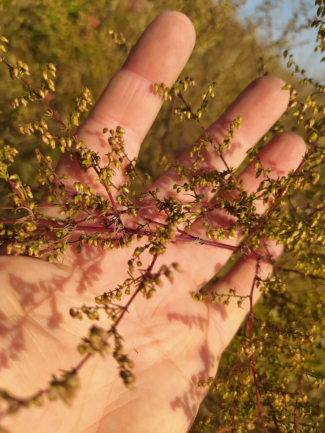 Image of Artemisia scoparia specimen.