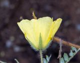 Tribulus zeyheri