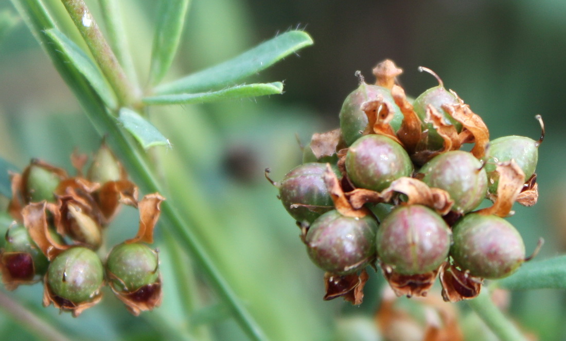 Image of Dorycnium herbaceum specimen.