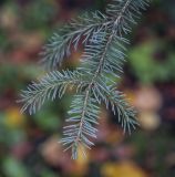 Picea glauca