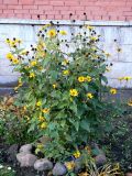 Heliopsis subspecies scabra