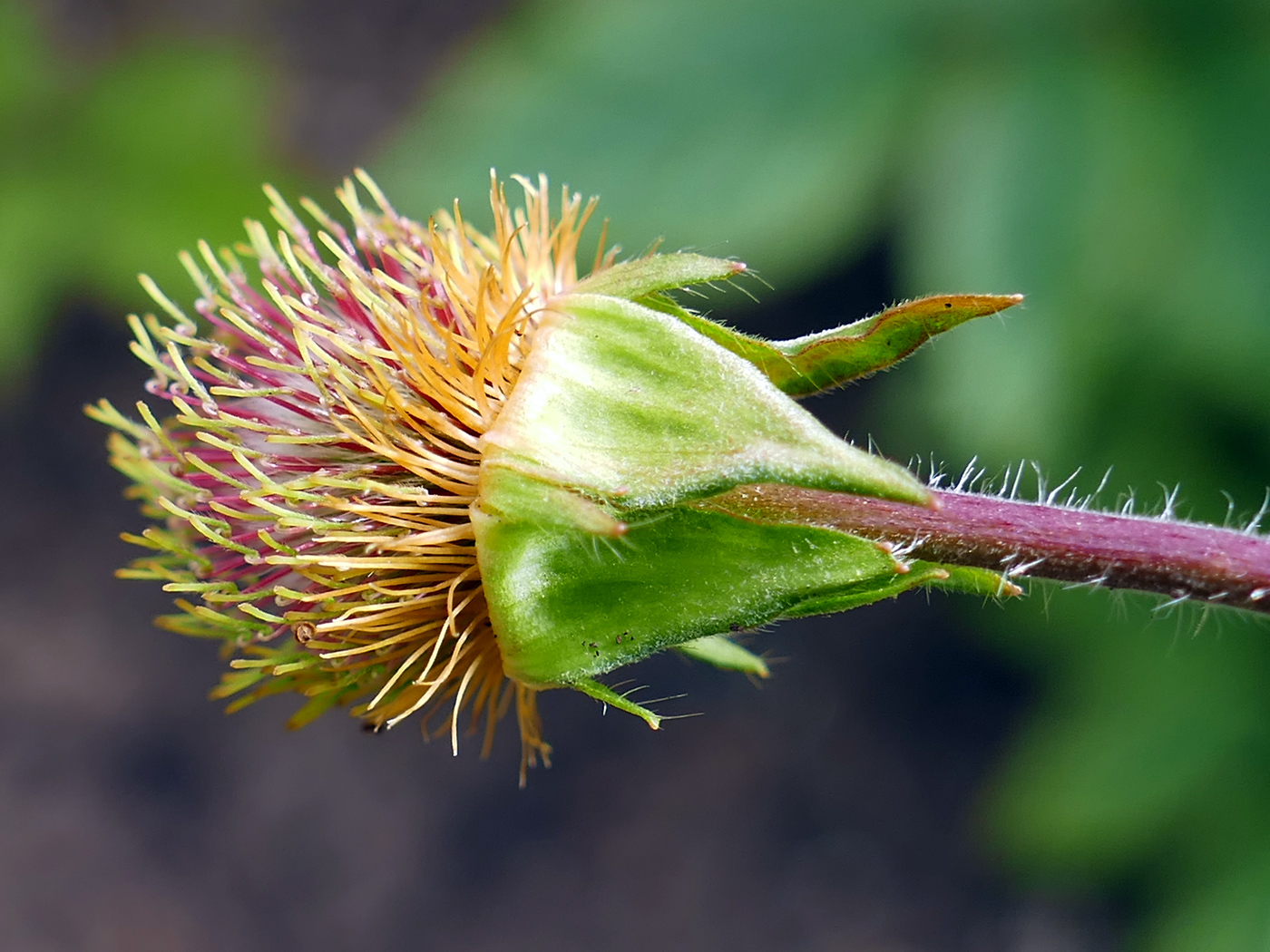 Изображение особи Geum aleppicum.