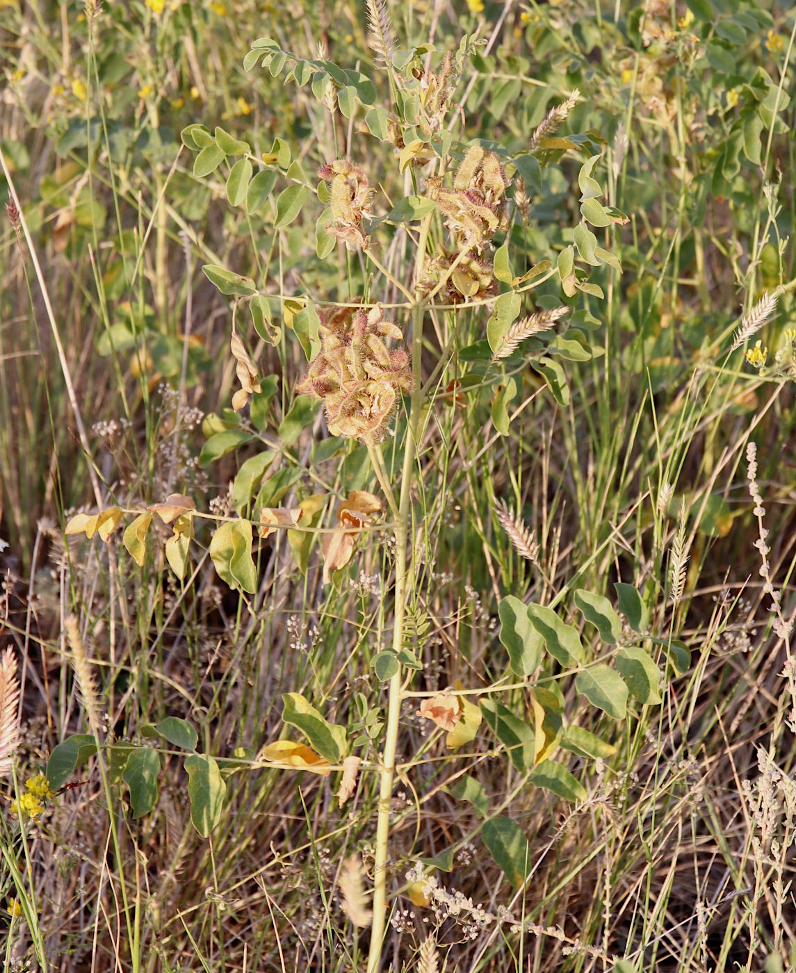 Изображение особи Glycyrrhiza uralensis.