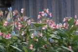 Impatiens glandulifera