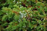 Juniperus sibirica. Верхушка ветви с с незрелыми шишкоягодами. Челябинская обл., Златоустовский гор. округ, хребет Уреньга, ≈ 1000 м н.у.м., курумник. 25.07.2020.