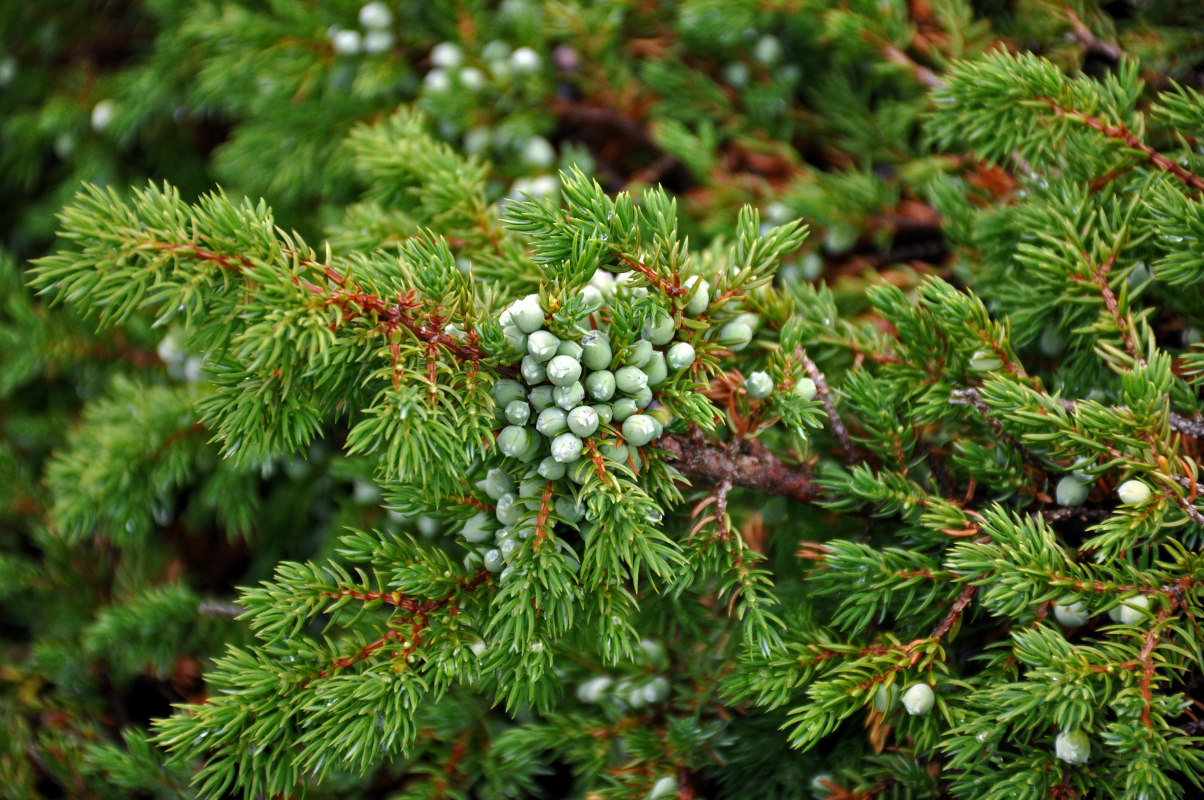 Изображение особи Juniperus sibirica.