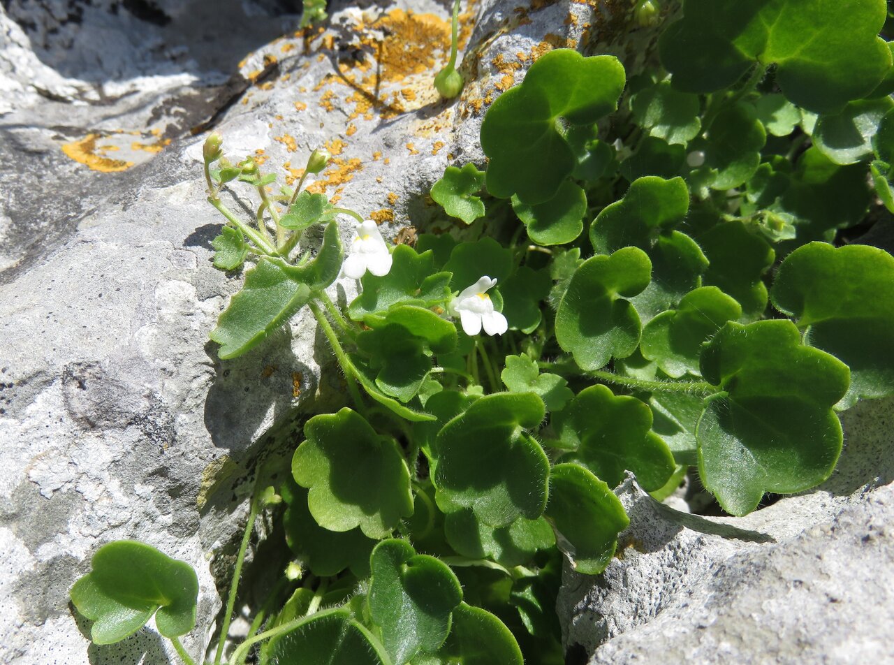 Изображение особи Cymbalaria muralis ssp. visianii.