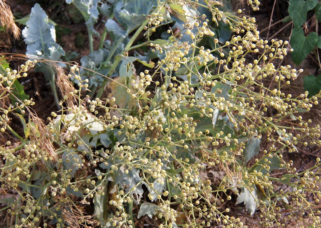 Image of Crambe maritima specimen.