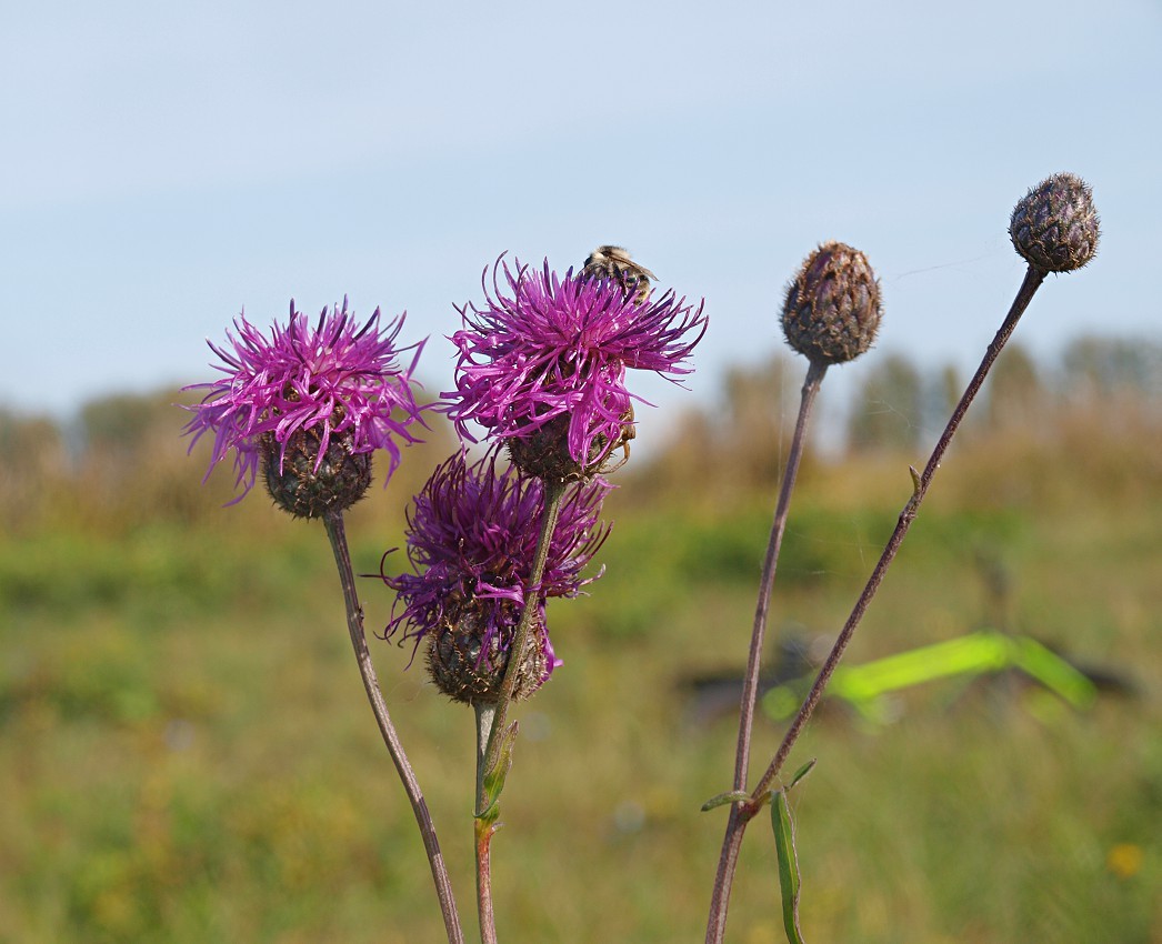 Image of Centaurea scabiosa specimen.