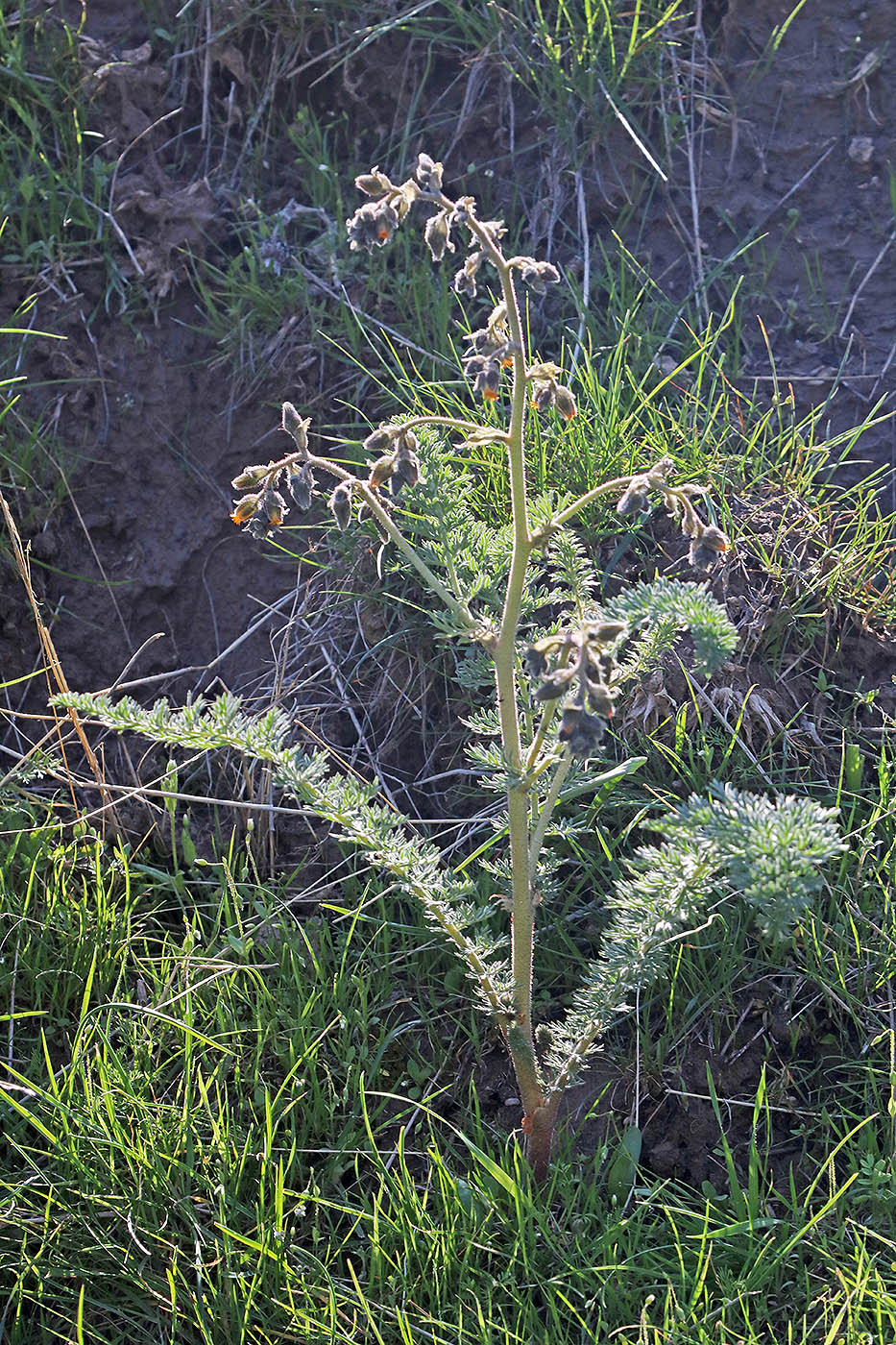 Image of Biebersteinia multifida specimen.