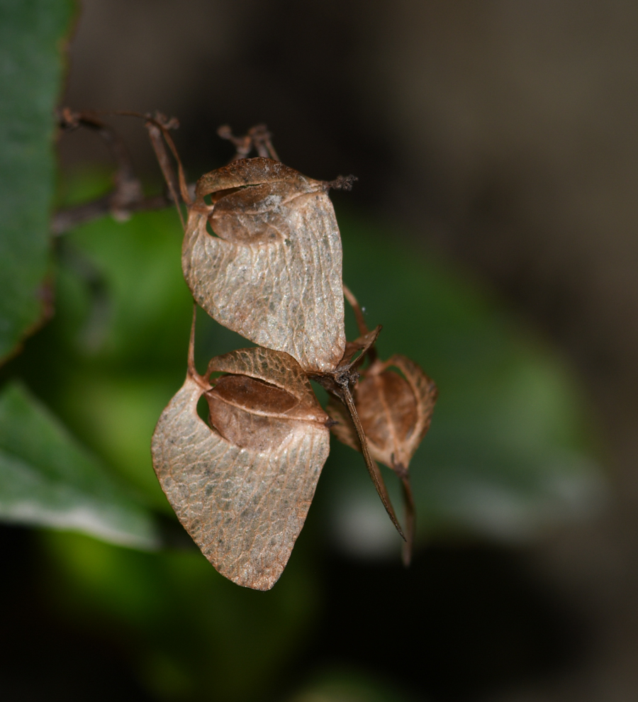 Image of genus Begonia specimen.