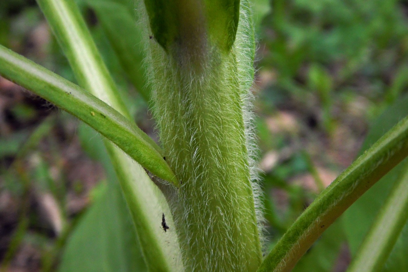 Изображение особи Solenanthus biebersteinii.