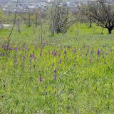Anacamptis morio ssp. caucasica