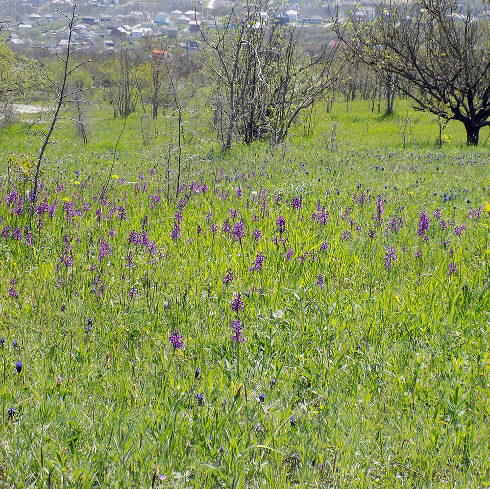 Изображение особи Anacamptis morio ssp. caucasica.