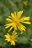 Crepis sibirica