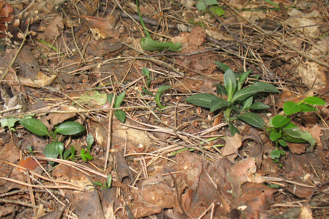 Изображение особи Goodyera repens.