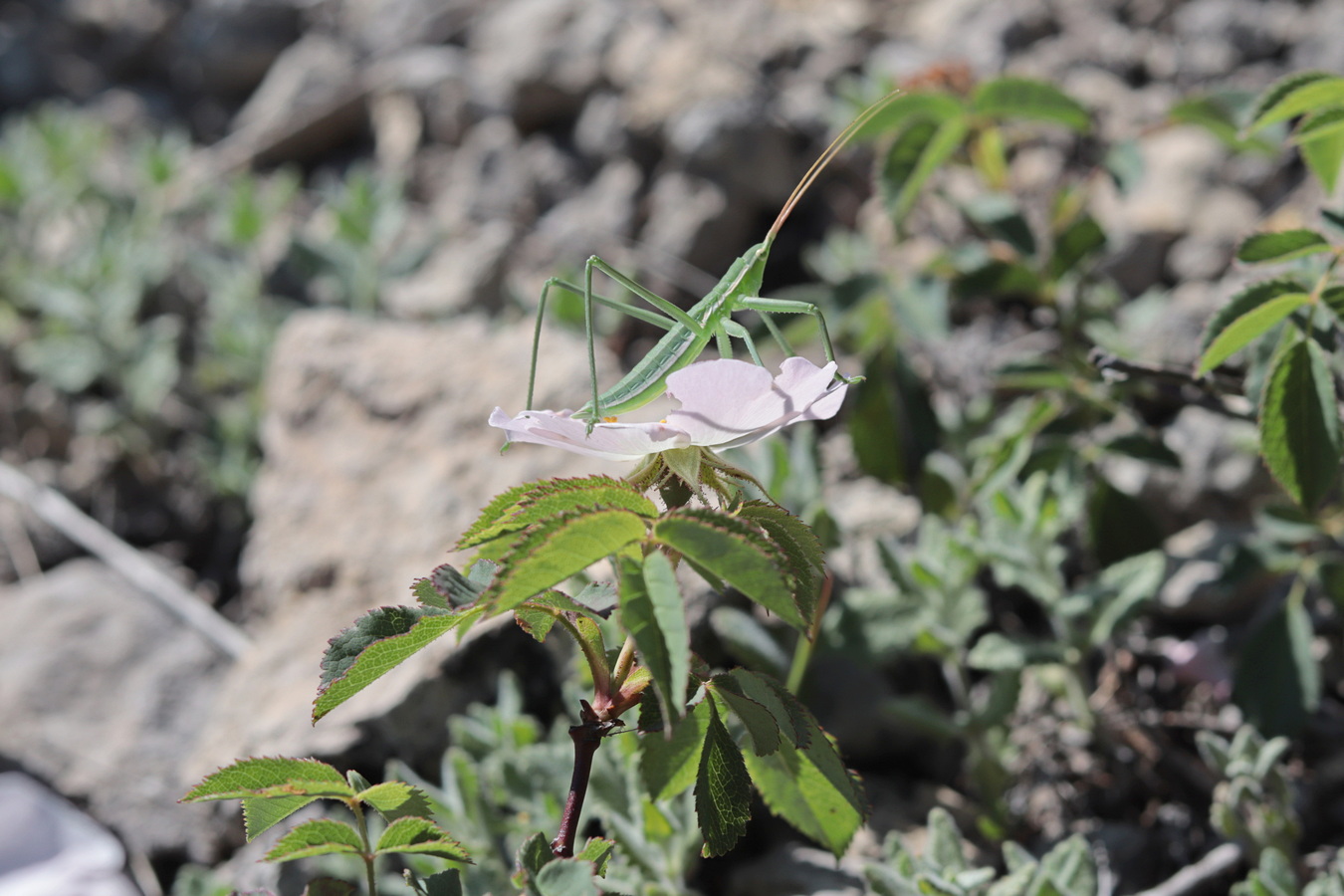 Image of Rosa pygmaea specimen.