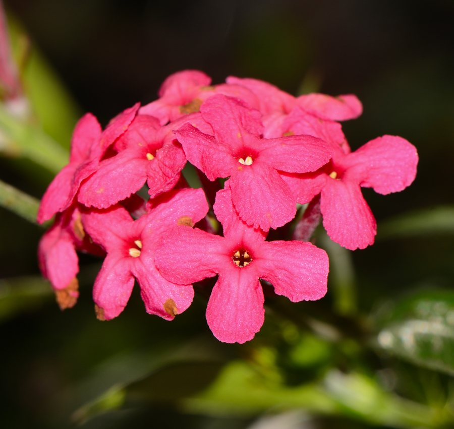 Изображение особи Arachnothryx leucophylla.