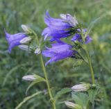 Campanula trachelium